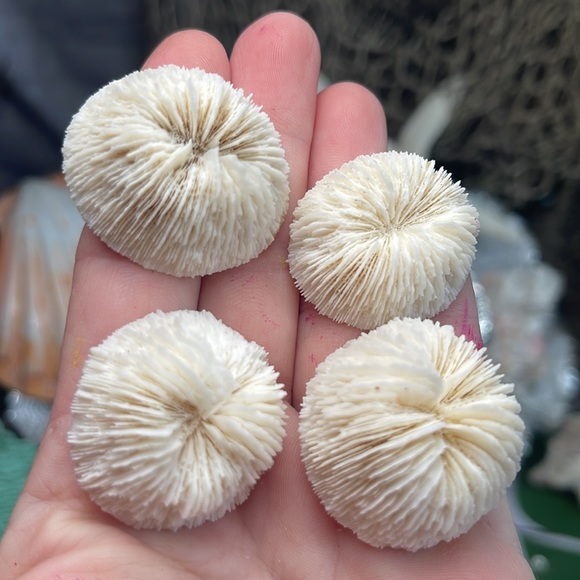 4 REAL White “Cap” Mushroom  Corals LOT Nautical Coastal Collecting aquarium - Picture 17 of 17